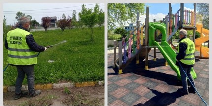 19 Mayıs Belediyesinden Kahverengi Kokarca İle Mücadele 